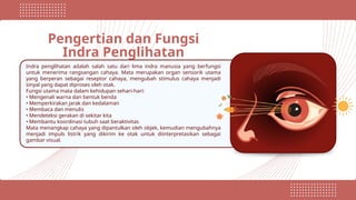 Pengertian dan Fungsi
Indra Penglihatan
Indra penglihatan adalah salah satu dari lima indra manusia yang berfungsi
untuk menerima rangsangan cahaya. Mata merupakan organ sensorik utama
yang berperan sebagai reseptor cahaya, mengubah stimulus cahaya menjadi
sinyal yang dapat diproses oleh otak.
Fungsi utama mata dalam kehidupan sehari-hari:
• Mengenali warna dan bentuk benda
• Memperkirakan jarak dan kedalaman
• Membaca dan menulis
• Mendeteksi gerakan di sekitar kita
• Membantu koordinasi tubuh saat beraktivitas
Mata menangkap cahaya yang dipantulkan oleh objek, kemudian mengubahnya
menjadi impuls listrik yang dikirim ke otak untuk diinterpretasikan sebagai
gambar visual.
 