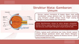 Struktur Mata: Gambaran
Umum
Kornea: Lapisan transparan di bagian depan mata yang
membiaskan cahaya pertama kali. Iris: Bagian berwarna
yang mengatur jumlah cahaya masuk. Pupil: Lubang di
tengah iris yang melebar dan menyempit.
Lensa: Memfokuskan cahaya ke retina dengan mengubah
bentuk. Retina: Lapisan dalam berisi fotoreseptor (sel batang
dan kerucut). Saraf Optik: Mengirim sinyal visual ke otak.
Sklera: Lapisan putih pelindung luar mata. Koroid: Lapisan
tengah dengan pembuluh darah. Otot Siliaris: Mengatur
bentuk lensa untuk fokus. Aqueous & Vitreous Humor: Cairan
yang menjaga bentuk mata.
 