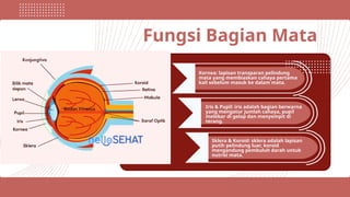 Fungsi Bagian Mata
Kornea: lapisan transparan pelindung
mata yang membiaskan cahaya pertama
kali sebelum masuk ke dalam mata.
Iris & Pupil: iris adalah bagian berwarna
yang mengatur jumlah cahaya, pupil
melebar di gelap dan menyempit di
terang.
Sklera & Koroid: sklera adalah lapisan
putih pelindung luar, koroid
mengandung pembuluh darah untuk
nutrisi mata.
 