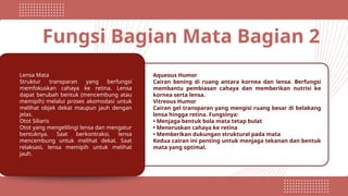 Fungsi Bagian Mata Bagian 2
Lensa Mata
Struktur transparan yang berfungsi
memfokuskan cahaya ke retina. Lensa
dapat berubah bentuk (mencembung atau
memipih) melalui proses akomodasi untuk
melihat objek dekat maupun jauh dengan
jelas.
Otot Siliaris
Otot yang mengelilingi lensa dan mengatur
bentuknya. Saat berkontraksi, lensa
mencembung untuk melihat dekat. Saat
relaksasi, lensa memipih untuk melihat
jauh.
Aqueous Humor
Cairan bening di ruang antara kornea dan lensa. Berfungsi
membantu pembiasan cahaya dan memberikan nutrisi ke
kornea serta lensa.
Vitreous Humor
Cairan gel transparan yang mengisi ruang besar di belakang
lensa hingga retina. Fungsinya:
• Menjaga bentuk bola mata tetap bulat
• Meneruskan cahaya ke retina
• Memberikan dukungan struktural pada mata
Kedua cairan ini penting untuk menjaga tekanan dan bentuk
mata yang optimal.
 