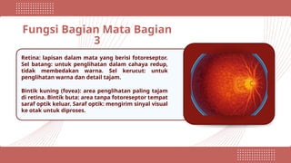Fungsi Bagian Mata Bagian
3
Retina: lapisan dalam mata yang berisi fotoreseptor.
Sel batang: untuk penglihatan dalam cahaya redup,
tidak membedakan warna. Sel kerucut: untuk
penglihatan warna dan detail tajam.
Bintik kuning (fovea): area penglihatan paling tajam
di retina. Bintik buta: area tanpa fotoreseptor tempat
saraf optik keluar. Saraf optik: mengirim sinyal visual
ke otak untuk diproses.
 
