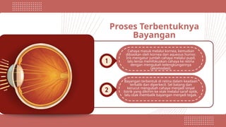 Proses Terbentuknya
Bayangan
Cahaya masuk melalui kornea, kemudian
dibiaskan oleh kornea dan aqueous humor.
Iris mengatur jumlah cahaya melalui pupil,
lalu lensa memfokuskan cahaya ke retina
dengan mengubah kelengkungannya
(akomodasi).
Bayangan terbentuk di retina dalam keadaan
terbalik dan diperkecil. Sel batang dan
kerucut mengubah cahaya menjadi sinyal
listrik yang dikirim ke otak melalui saraf optik,
lalu otak membalik bayangan menjadi tegak.
 