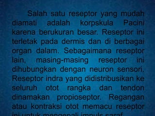 Salah satu reseptor yang mudah
diamati adalah korpskula Pacini
karena berukuran besar. Reseptor ini
terletak pada dermis dan di berbagai
organ dalam. Sebagaimana reseptor
lain, masing-masing reseptor ini
dihubungkan dengan neuron sensori.
Reseptor indra yang didistribusikan ke
seluruh otot rangka dan tendon
dinamakan propioseptor. Regangan
atau kontraksi otot memacu reseptor
 