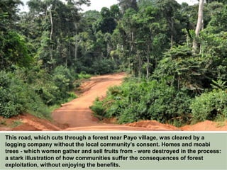This road, which cuts through a forest near Payo village, was cleared by a
logging company without the local community’s consent. Homes and moabi
trees - which women gather and sell fruits from - were destroyed in the process:
a stark illustration of how communities suffer the consequences of forest
exploitation, without enjoying the benefits.
 