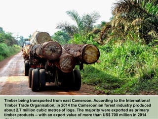 Timber being transported from east Cameroon. According to the International
Timber Trade Organisation, in 2014 the Cameroonian forest industry produced
about 2.7 million cubic metres of logs. The majority were exported as primary
timber products – with an export value of more than US$ 700 million in 2014
alone.
 