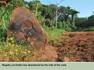 Illegally cut timber lies abandoned by the side of the road.
 