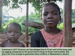 Cameroon’s 2017 Finance Law has pledged that 6.75 per cent of the taxes paid
by logging companies to the government will go to forest communities. But
that is far from enough to guarantee these children in Messamena a decent
future.
 