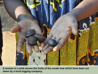 A woman in Lomié shows the fruits of the moabi tree which have been cut
down by a local logging company.
 