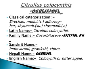  Classical categorization :-
Birechan, mulini.(c.) adhovag-
har, shyamadi.(su.) shyamadi.(v.)
 Latin Name:- Citrullus colocynthis
 Family Name:- Cucurbitaceae.-sf]zftsL s'n
_
 Sanskrit Name:-
Indravaruni, gawakshi, chitra.
 Nepali Name:- OGb|]0fL
 English Name:- Colocynth or bitter apple.
 