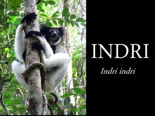 INDRI
Indri indri
 