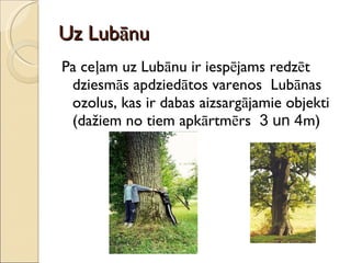 Uz Lubānu Pa ceļam uz Lubānu ir iespējams redzēt dziesmās apdziedātos varenos  Lubānas ozolus, kas ir dabas aizsargājamie objekti (dažiem no tiem apkārtmērs  3 un 4 m) 