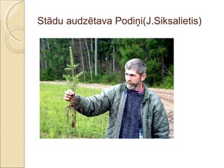 Stādu audzētava Podiņi(J.Siksalietis) 