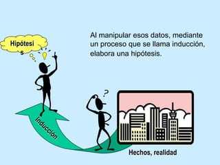Al manipular esos datos, mediante un proceso que se llama inducción, Hipótesiselabora una hipótesis.InducciónHechos, realidad