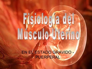 EN EL ESTADO GR AVIDO - PUERPERAL Fisiología del  Músculo Uterino 