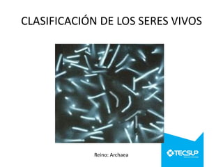 CLASIFICACIÓN DE LOS SERES VIVOS

Reino: Archaea

 
