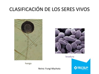 CLASIFICACIÓN DE LOS SERES VIVOS

levadura
hongo
Reino: Fungi-Mychota

 