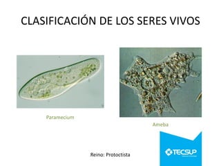 CLASIFICACIÓN DE LOS SERES VIVOS

Paramecium
Ameba

Reino: Protoctista

 
