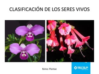 CLASIFICACIÓN DE LOS SERES VIVOS

Reino: Plantae

 