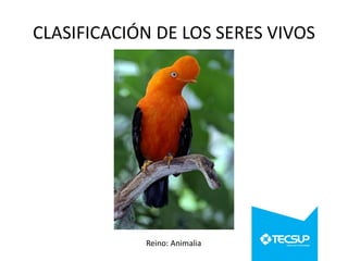 CLASIFICACIÓN DE LOS SERES VIVOS

Reino: Animalia

 