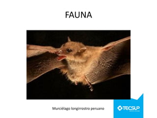 FAUNA

Murciélago longirrostro peruano

 