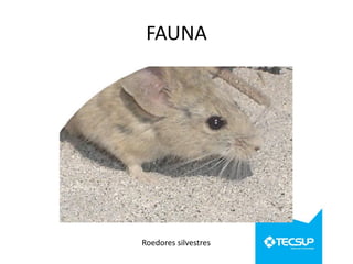FAUNA

Roedores silvestres

 