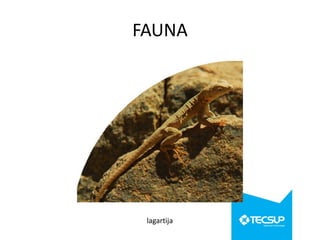 FAUNA

lagartija

 