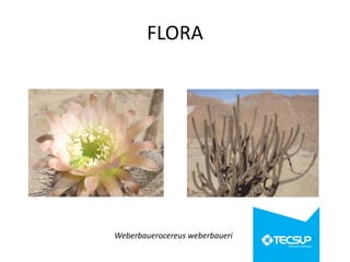FLORA

Weberbauerocereus weberbaueri

 