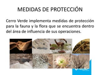 MEDIDAS DE PROTECCIÓN
Cerro Verde implementa medidas de protección
para la fauna y la flora que se encuentra dentro
del área de influencia de sus operaciones.

 