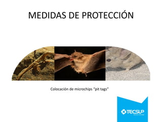 MEDIDAS DE PROTECCIÓN

Colocación de microchips “pit tags”

 