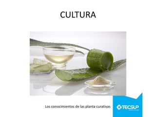 CULTURA

Los conocimientos de las planta curativas

 