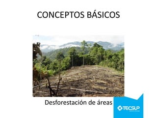 CONCEPTOS BÁSICOS

Desforestación de áreas

 