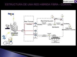 ESTRUCTURA DE UNA RED HIBRIDA FIBRA - COAXIAL

 