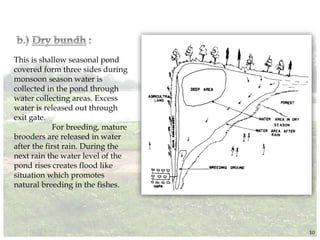 This is shallow seasonal pond
covered form three sides during
monsoon season water is
collected in the pond through
water collecting areas. Excess
water is released out through
exit gate.
For breeding, mature
brooders are released in water
after the first rain. During the
next rain the water level of the
pond rises creates flood like
situation which promotes
natural breeding in the fishes.
10
 