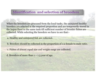 When the breeders are procured from the local tanks, the uninjured healthy
breeders are selected in the required proportion and are temporarily stored in
the hapas fixed in the same tank till sufficient number of brooder fishes are
collected. While selecting the breeders we have to see that:-
a. Healthy and uninjured fish are collected.
b. Breeders should be collected in the proportion of 1:2 female to male ratio.
c. Fishes of almost equal size and weight range are collected.
d. Brooders of more than 1 – 1.3 year of age.
7
 
