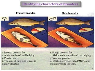 1. Smooth pectoral fin.
2. Abdomen is soft and bulging.
3. Pinkish vent.
4. The vent of fully ripe female is
slightly elevated.
1. Rough pectoral fin.
2. Abdomen is smooth and not bulging.
3. Vent not pinkish.
4. Whitish secretion called ‘Milt’ come
out on pressing the vent.
Female brooder Male brooder
8
 