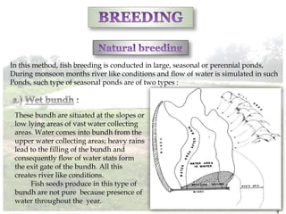 In this method, fish breeding is conducted in large, seasonal or perennial ponds,
During monsoon months river like conditions and flow of water is simulated in such
Ponds, such type of seasonal ponds are of two types :
These bundh are situated at the slopes or
low lying areas of vast water collecting
areas. Water comes into bundh from the
upper water collecting areas; heavy rains
lead to the filling of the bundh and
consequently flow of water stats form
the exit gate of the bundh. All this
creates river like conditions.
Fish seeds produce in this type of
bundh are not pure because presence of
water throughout the year.
9
 