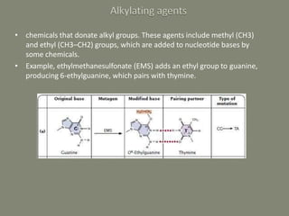 • chemicals that donate alkyl groups. These agents include methyl (CH3)
and ethyl (CH3–CH2) groups, which are added to nucleotide bases by
some chemicals.
• Example, ethylmethanesulfonate (EMS) adds an ethyl group to guanine,
producing 6-ethylguanine, which pairs with thymine.
 