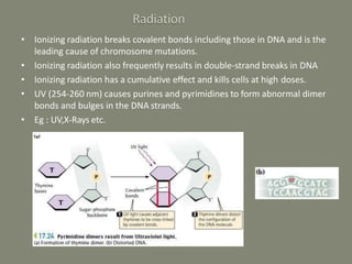 • Ionizing radiation breaks covalent bonds including those in DNA and is the
leading cause of chromosome mutations.
• Ionizing radiation also frequently results in double-strand breaks in DNA
• Ionizing radiation has a cumulative effect and kills cells at high doses.
• UV (254-260 nm) causes purines and pyrimidines to form abnormal dimer
bonds and bulges in the DNA strands.
• Eg : UV,X-Rays etc.
 