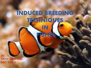 INDUCED BREEDING
TECHNIQUES
IN
FISHES
BY
NEHA AGARWAL
BSC. HONS.
 