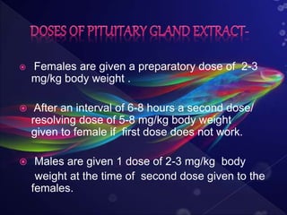  Females are given a preparatory dose of 2-3
mg/kg body weight .
 After an interval of 6-8 hours a second dose/
resolving dose of 5-8 mg/kg body weight
given to female if first dose does not work.
 Males are given 1 dose of 2-3 mg/kg body
weight at the time of second dose given to the
females.
 