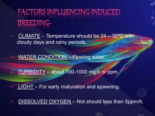  CLIMATE - Temperature should be 24 – 320C with
cloudy days and rainy periods.
 WATER CONDITION – Flowing water.
 TURBIDITY – about 100-1000 mg/lt or ppm.
 LIGHT – For early maturation and spawning.
 DISSOLVED OXYGEN – Not should less than 5ppm/lt.
 