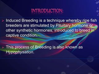  Induced Breeding is a technique whereby ripe fish
breeders are stimulated by Pituitary hormone or
other synthetic hormones, introduced to breed in
captive condition.
 This process of Breeding is also known as
Hypophysation.
 