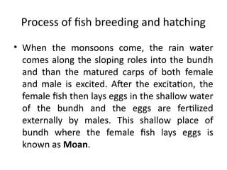Comprehensive Guide to Carp Fish Breeding Techniques and Practices | PPTX