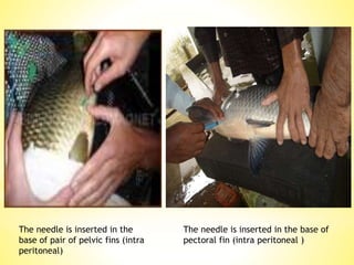 INDUCED BREEDING OF INDIAN MAJOR CARP | PPTX