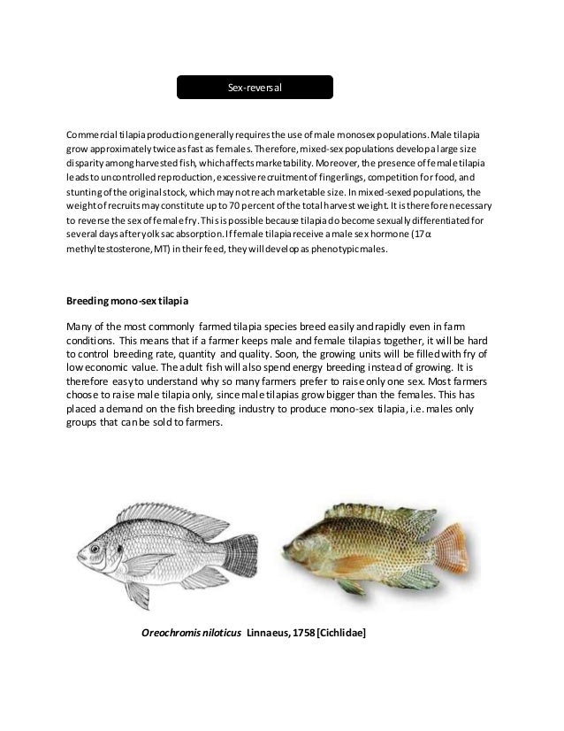 Induced breeding of tilapia