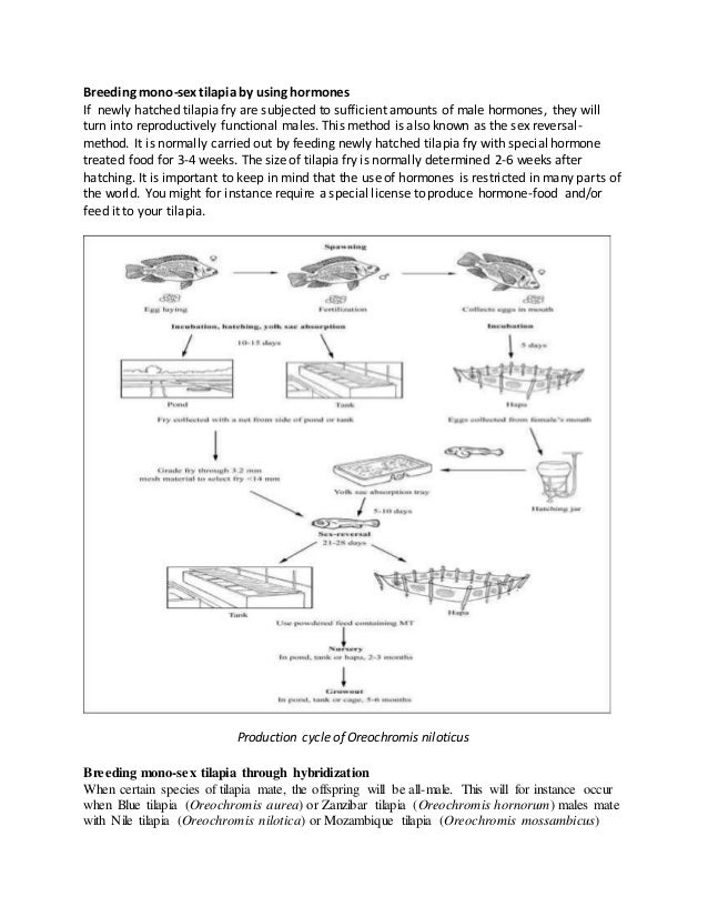 Induced breeding of tilapia