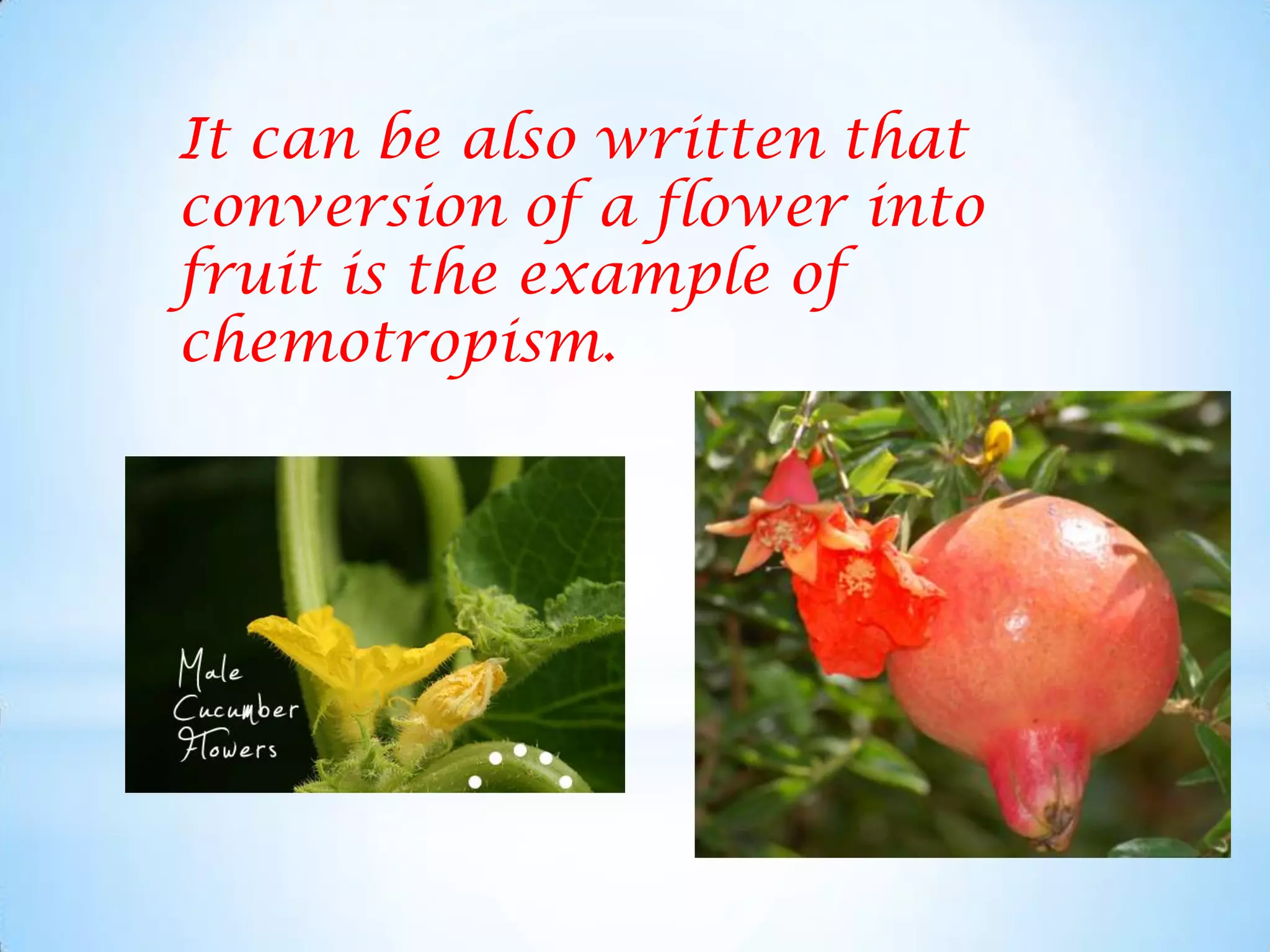 It can be also written that
conversion of a flower into
fruit is the example of
chemotropism.
 