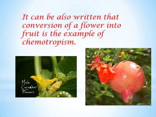 It can be also written that
conversion of a flower into
fruit is the example of
chemotropism.
 