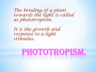 The bending of a plant
towards the light is called
as phototropism.

It is the growth and
response to a light
stimulus.


   Phototropism.
 