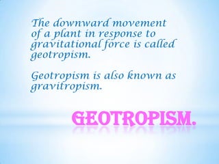 The downward movement
of a plant in response to
gravitational force is called
geotropism.

Geotropism is also known as
gravitropism.


        Geotropism.
 